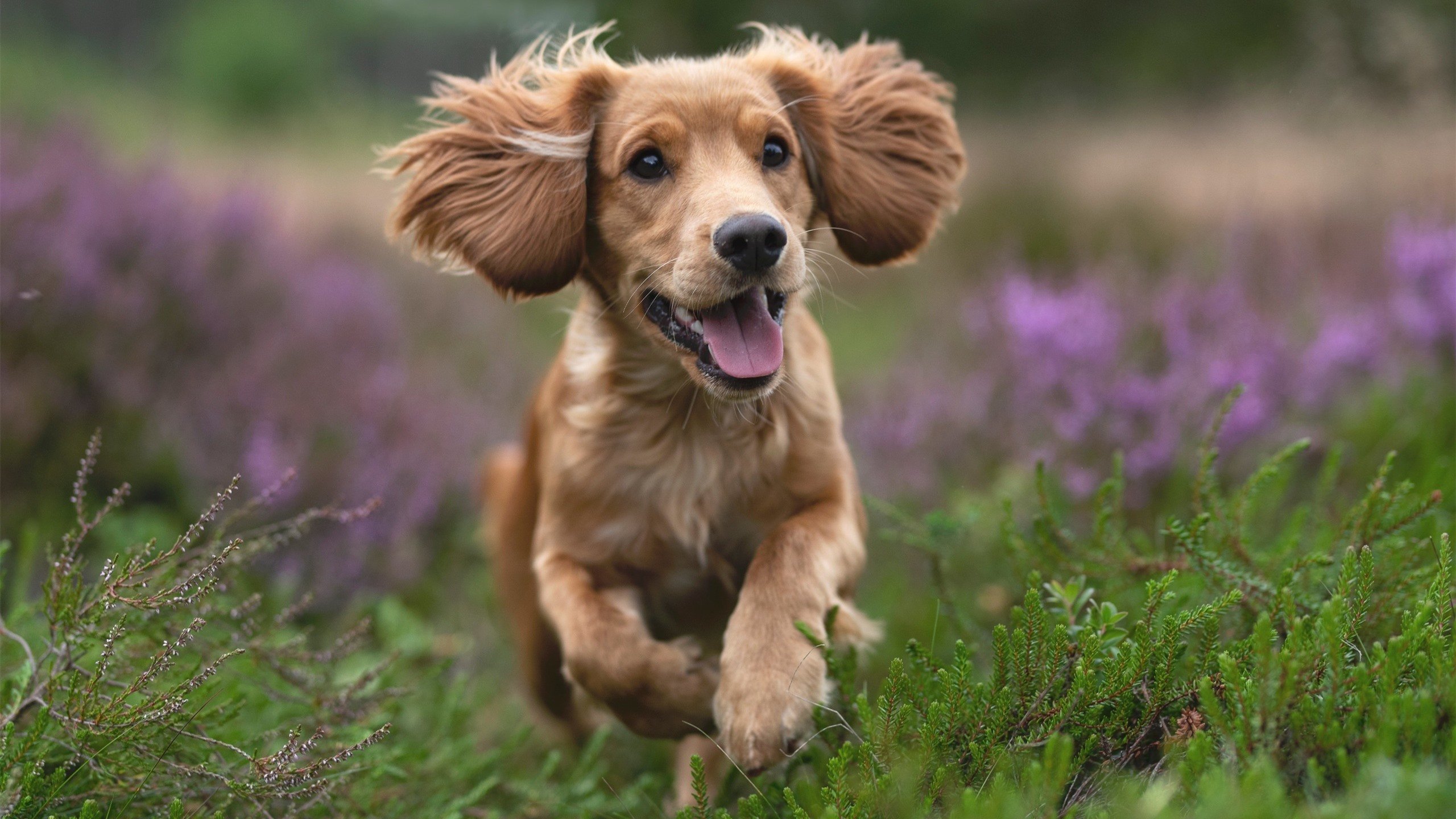 kaiyun-体育新闻内容偏差与真实性审查机制研究，体育新闻的四个要素和要求